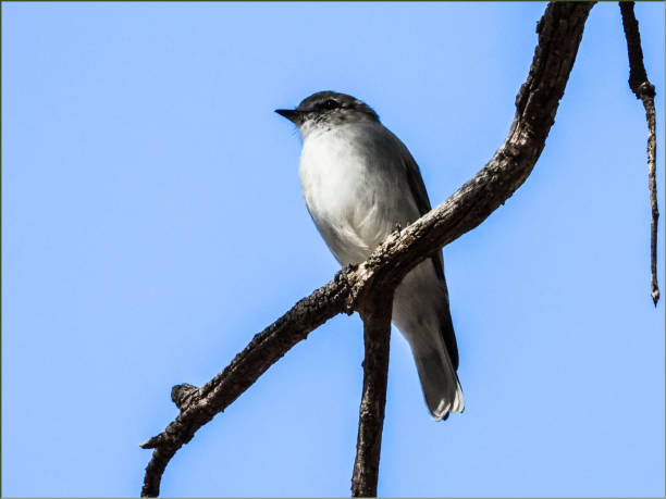 istock Barmah National Park, Victoria, Australia 1270857514