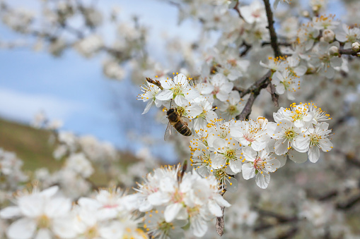 Pollinator insect in sunny spring morning who is in its work intent.