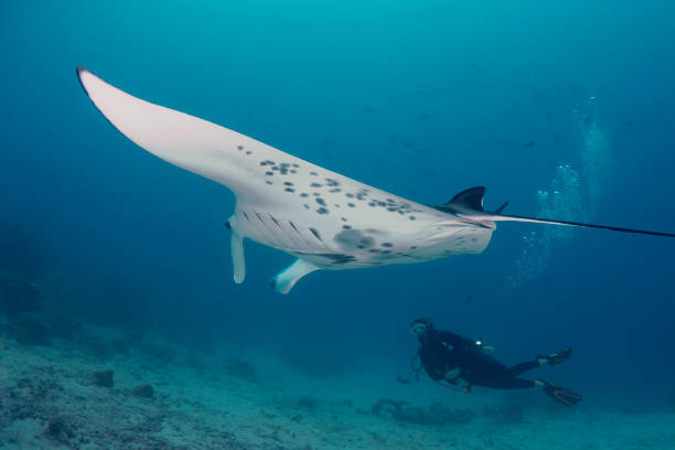 istock Manta Ray and female diver - Palau, Micronesia 1270858411