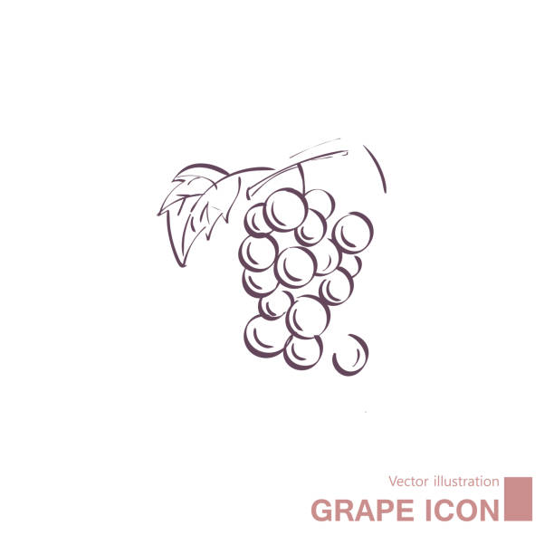 illustrations, cliparts, dessins animés et icônes de raisins dessinés par vecteur. - feuille de vigne