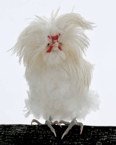 Backyard Chicken with crazy feathers on fence during winter This handsome Polish rooster perches outside on a windy day. His feathers are the talk of the town. winter chicken coop stock pictures, royalty-free photos & images