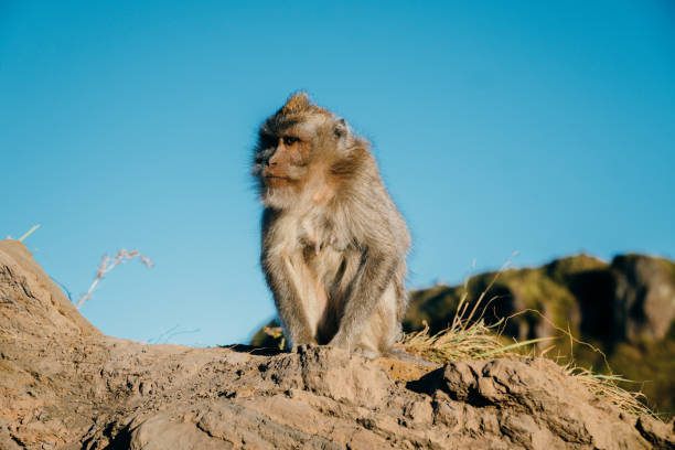 istock Mount Batur, Kintamani - Bali 1270866619
