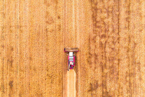 Aerial view drone of harvest field with tractor mows dry grass. Autumn yellow field with a haystack after harvest top view. Harvesting in the fields. Stock up on hay for the winter. Top view