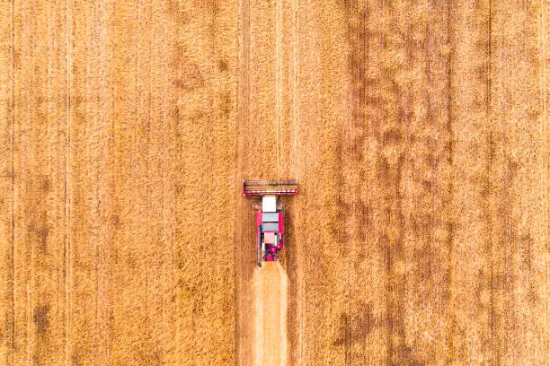 Aerial view drone of harvest field with tractor mows dry grass. Autumn yellow field with a haystack after harvest top view. Harvesting in the fields. Stock up on hay for the winter. Top view