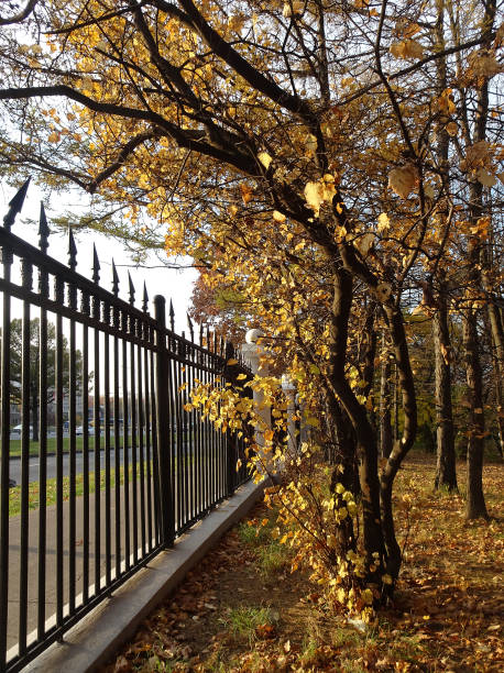 istock autumn leaves on forest and city sky background 1270868617