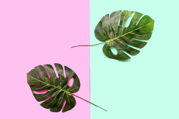 istock Background Concept. Monstera leave on green and pink background.  Top view and copy space 1270871426