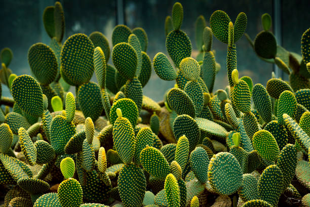 close up texture detail of succulent