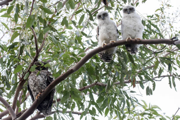 hiboux puissants - powerful owl photos et images de collection