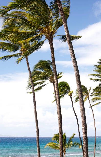 Windy Palms. stock photo