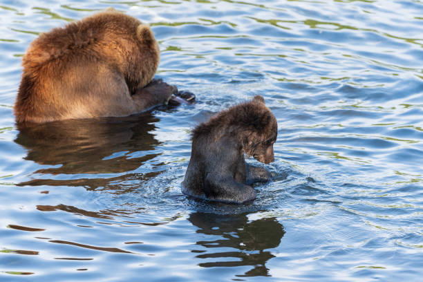 коричневый медвежонок с медведем ловит красную лососевую рыбу в реке во время нереста - catch of fish water river salmon стоковые фото и изображения