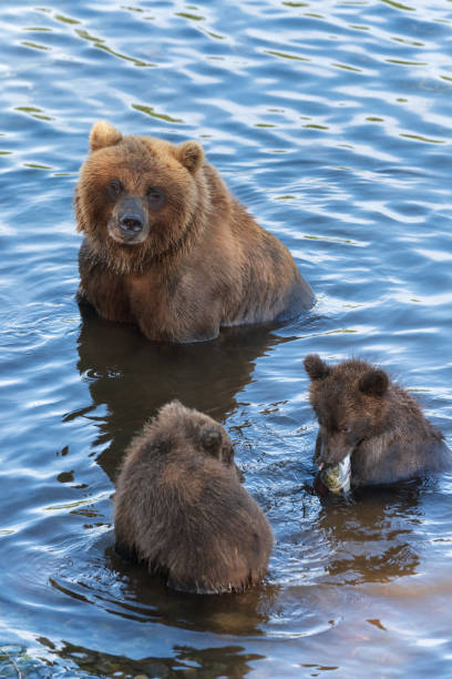 Mother grizzly bear with two cubs catches red salmon fish in river Mother grizzly bear with two cubs catches red salmon fish in river during fish spawning brown bear catching salmon stock pictures, royalty-free photos & images