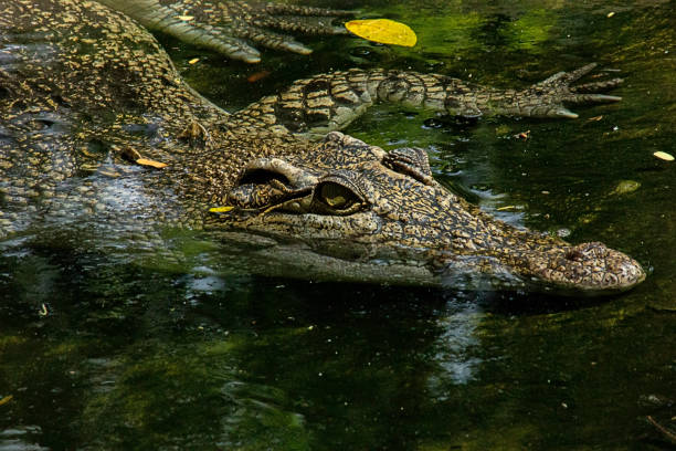 istock The swamp crocodile 1270877501