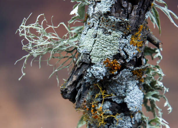 Several types of orange and green lichen on tree branch.