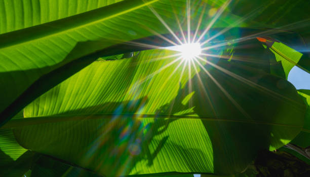 sfondo foglia di banana con luce brilla attraverso - banana leaf flash foto e immagini stock