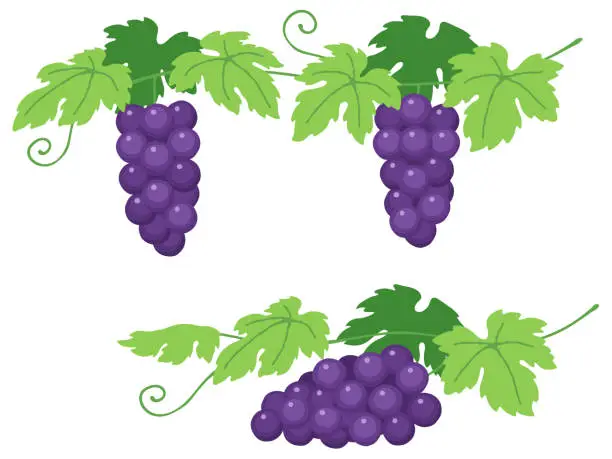 Vector illustration of Illustration set of bunch of grapes (growing and laid sideways)