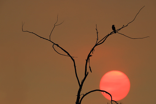 A crow and tree branch are silhouetted against a tan and pink smokey sky, due to wildfires in California, which also obscures the sun as it sets.
