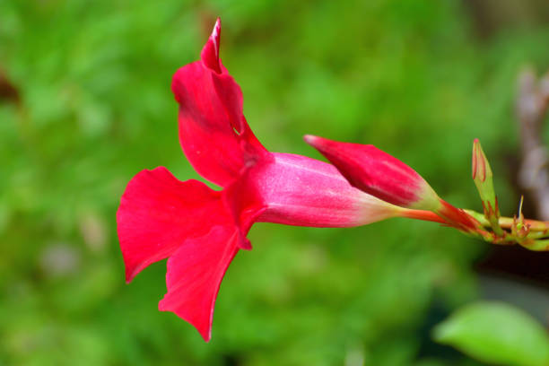 Mandevilla is tropical and subtropical flowering vines, belonging to the dogbane family. It is commonly known as rock trumpet. Mandevilla develops spectacular and often flagrant flowers in warm climate. It comes in a variety of colors, including white, pink, yellow and red. A Japanese plant breeding company bred a new variety called Sun Parasol, which is popular for its exceptional, velvety flowers with a richer color – the deepest saturated red – and last longer than other Mandevilla, blooming non-stop from spring to fall.