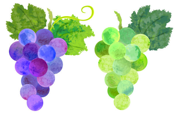 акварель фиолетовый и зеленый виноград - ground healthy eating colors liquid stock illustrations