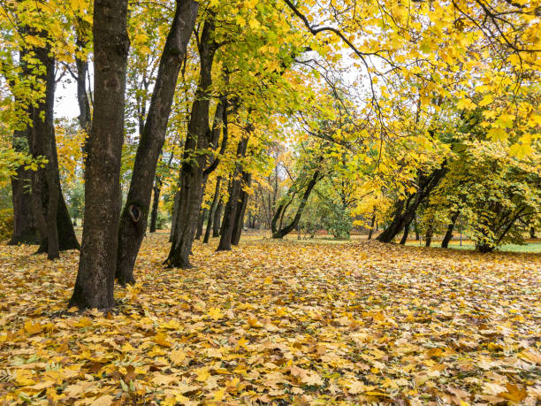 herbstliche parkszene. ahornbäume mit leuchtend gelbem laub. boden mit herabgefallenen blättern bedeckt - saturated color beech leaf autumn leaf stock-fotos und bilder