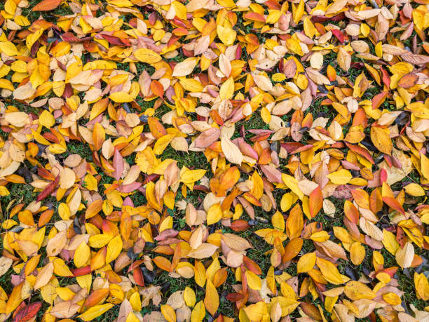 leuchtendes gelbes und orangefarbenes buchenlaub auf grünem gras - saturated color beech leaf autumn leaf stock-fotos und bilder