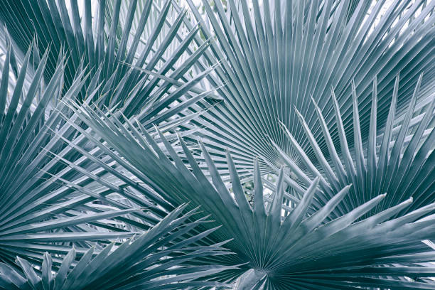 istock tropical leaves, abstract nature background 1270890377