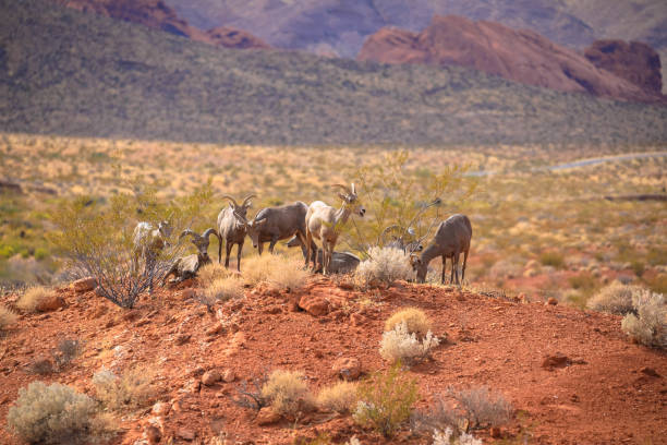groupe de rams du désert dans valley of fire state park près de las vegas - bighorn sheep sheep desert mojave desert photos et images de collection