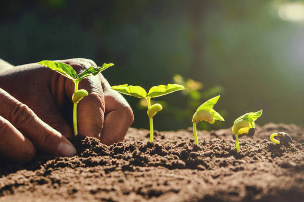 istock farmer hand planting beans in garden 1270891241