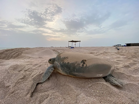 Green se turtles laying eggs in Ras al Had natural reserve in Oman