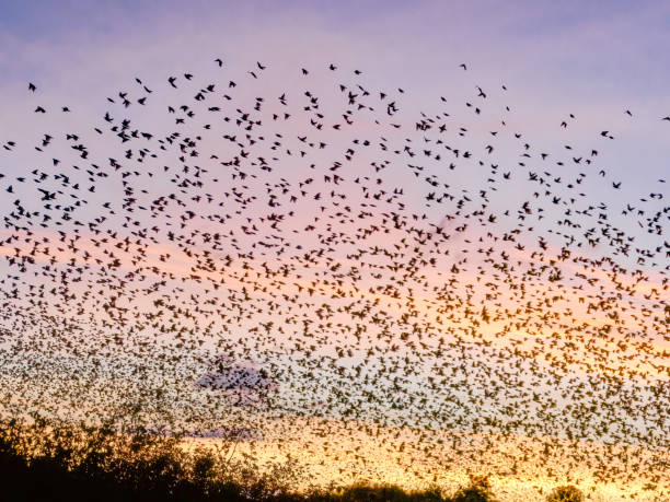 istock Flying Flock Murmuration Red-winged Blackbirds Agelaius Phoeniceus Sunrise Sky 1270892817