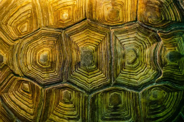 Photo of African spurred tortoise shell texture detail.