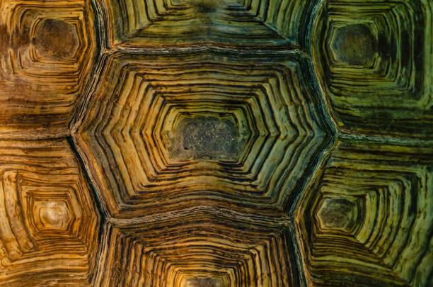 istock African spurred tortoise shell texture detail. 1270892873