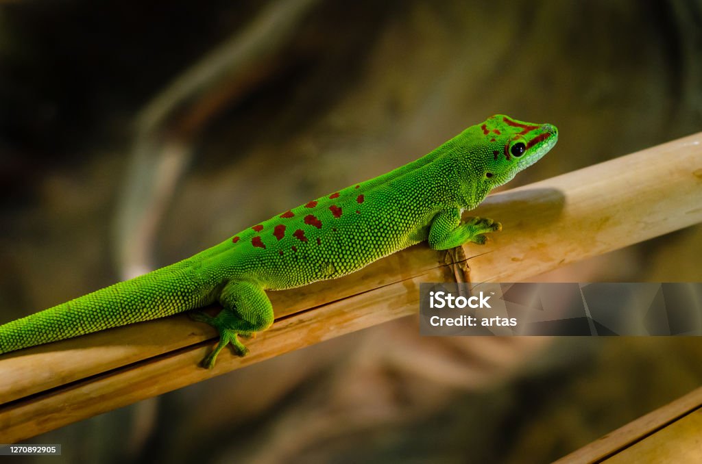 Phelsuma madagascariensis is a species of day gecko that lives in Madagascar. Day Gecko Stock Photo