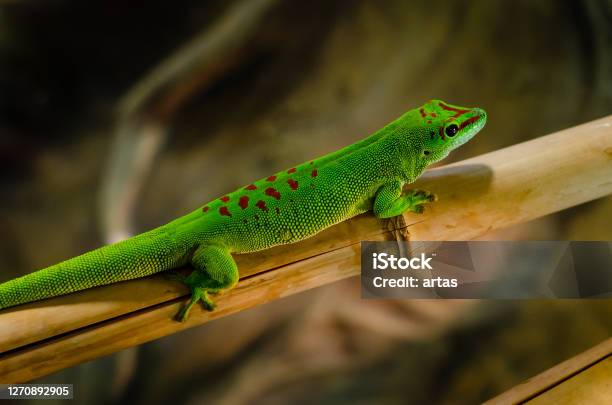 Phelsuma Madagascariensis Is A Species Of Day Gecko That Lives In Madagascar Stock Photo - Download Image Now
