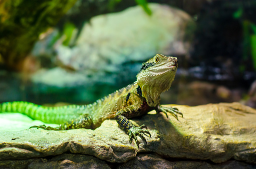 Two Lizards on the branch at zoo garden.