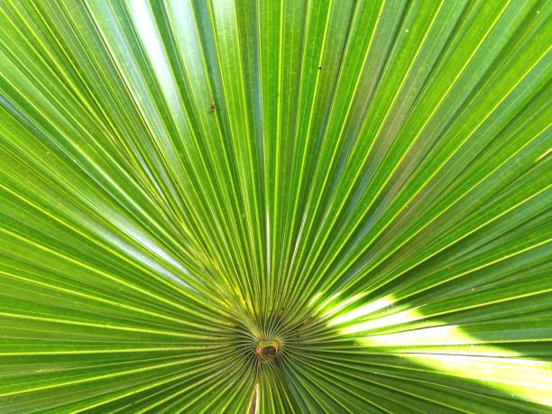 istock Full frame shot​ of green palm leaf 1270893783