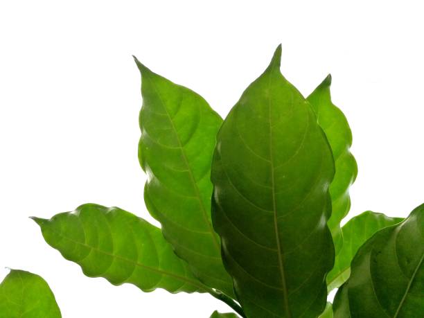 istock Green tree leaves isolated on​ white background 1270893805