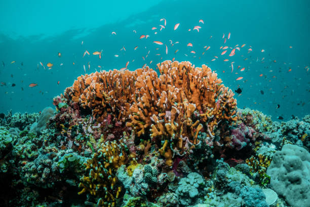istock Underwater Reef Scene. Coral reef and fish in blue water 1270895164