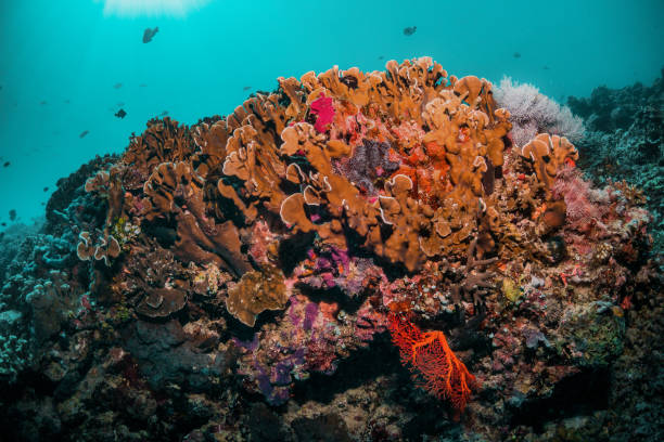 istock Underwater Reef Scene. Coral reef and fish in blue water 1270895176