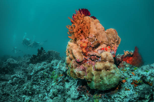 istock Underwater Reef Scene. Coral reef and fish in blue water 1270895942