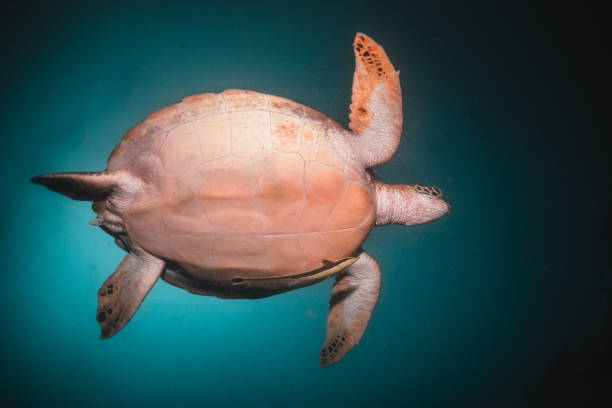 istock Sea turtle underwater among coral reef, Indonesia 1270895966