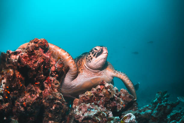 istock Sea turtle underwater among coral reef, Indonesia 1270895990