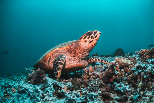 istock Sea turtle underwater among coral reef, Indonesia 1270896042