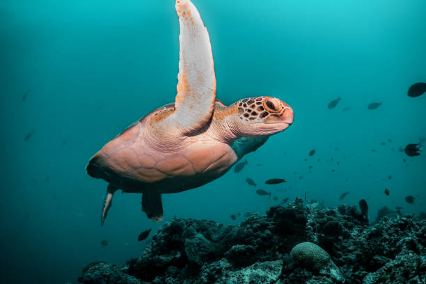 istock Sea turtle underwater among coral reef, Indonesia 1270896080
