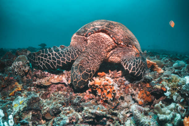 istock Sea turtle underwater among coral reef, Indonesia 1270896121