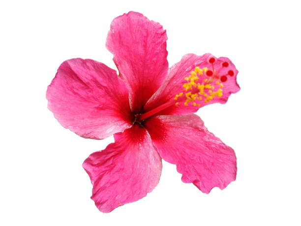 istock Red hibiscus flower blooming 1270896975