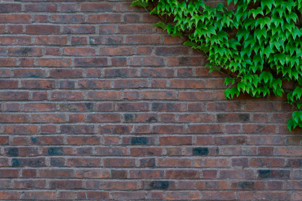 istock Japanese ivy plant growing on a brick wall. 1270897745