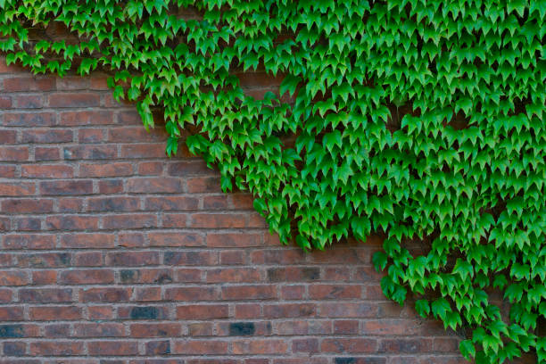 istock Japanese ivy plant growing on a brick wall. 1270897746
