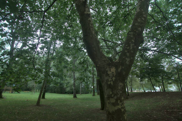 istock Closeup of a tree that makes a canopy with its branches 1270898508