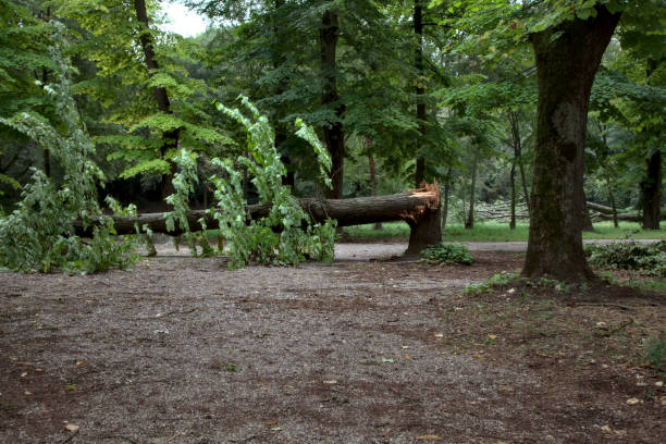 istock A path in a public park blocked by a fallen tree on a cloudy day in summer 1270898631