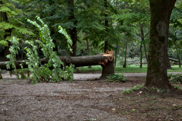 istock A path in a public park blocked by a fallen tree on a cloudy day in summer 1270898704